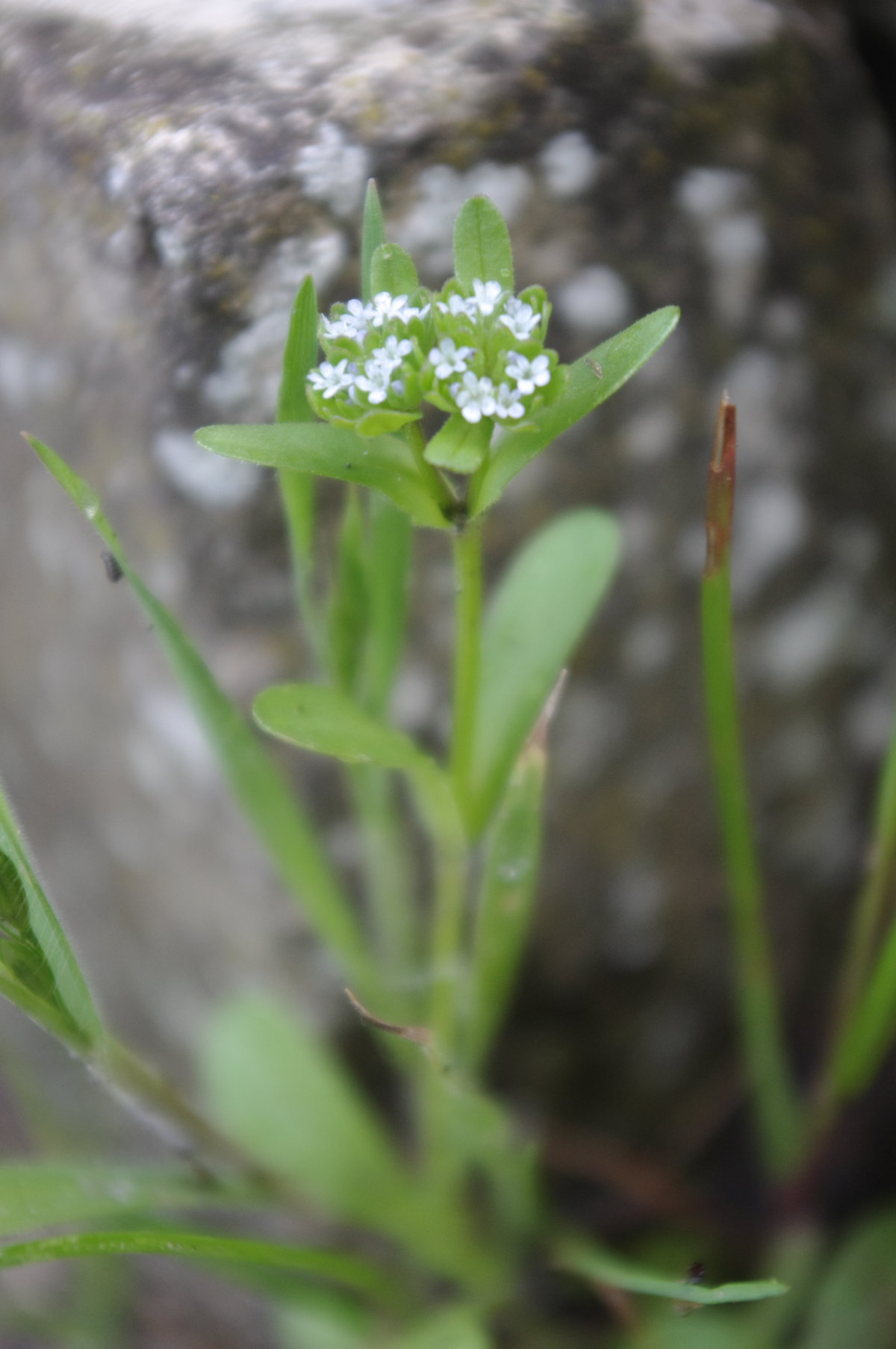 Valerianella locusta / Gallinella comune